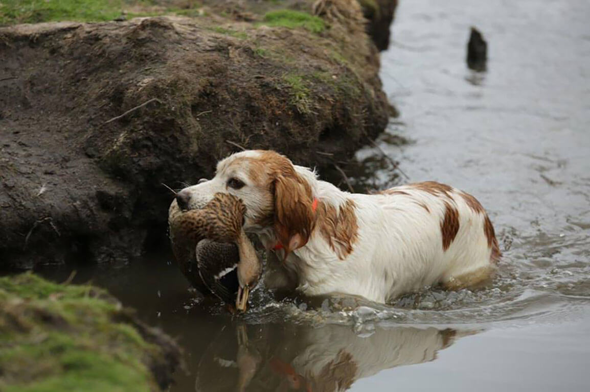 Frankreich Jagd mit Hund
